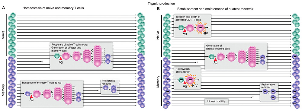Figure 1: Establishment and maintenance of HIV-1 latency...